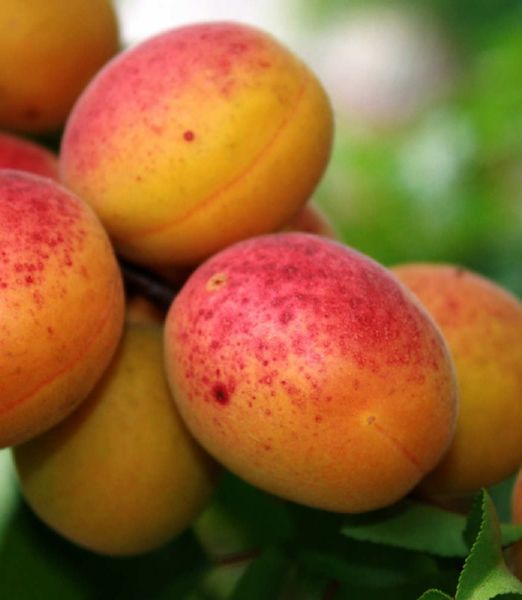 Marhuľa 'Reale d'Imola'